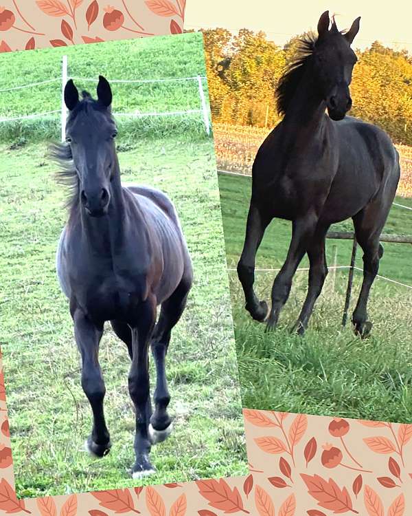 friesian-horse-for-sale