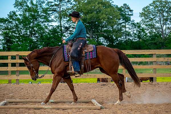sorrel-ranch-versatility-horse