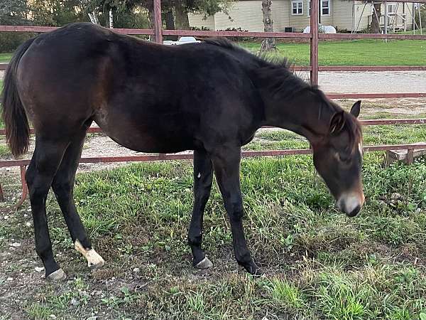 bay-palomino-nrha-filly