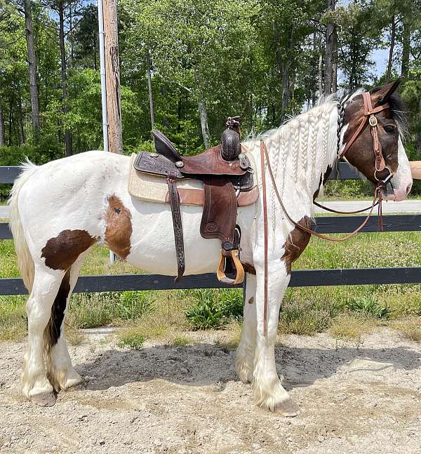 pinto-gypsy-vanner-mare