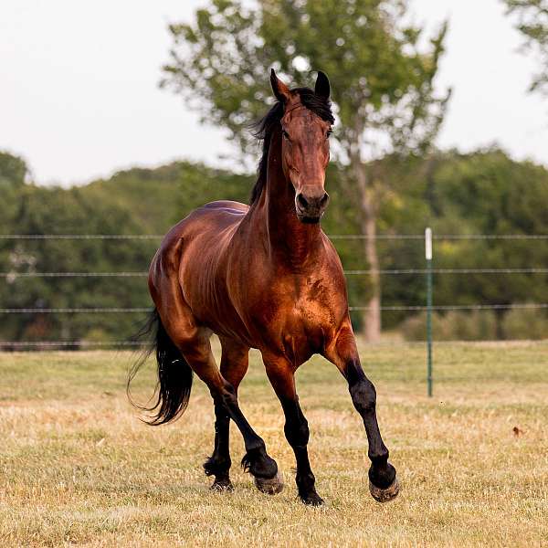coggins-test-friesian-horse