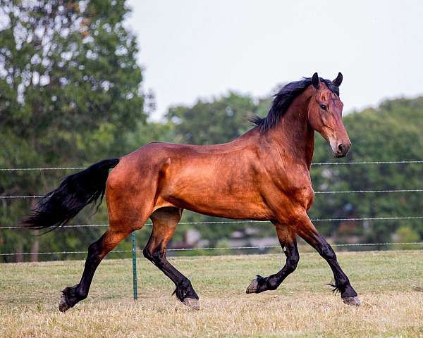 shoed-friesian-horse