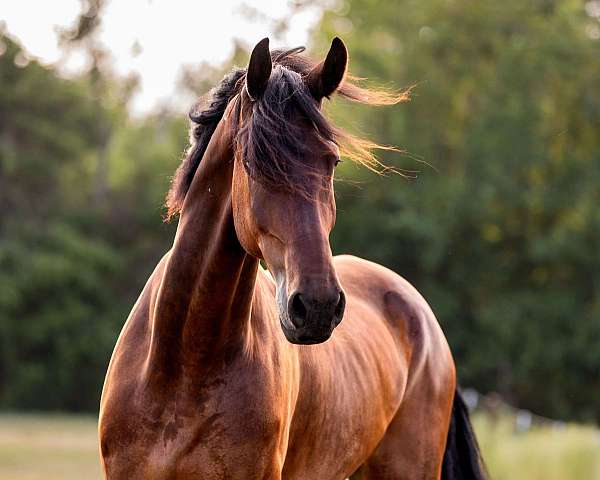 all-friesian-horse