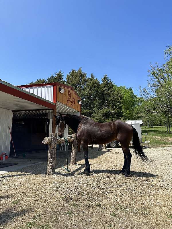 backs-up-friesian-horse