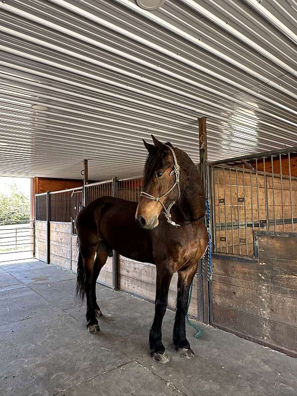 professionally-trained-friesian-horse