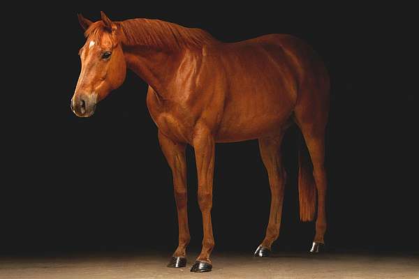 chestnut-trail-ri-horse