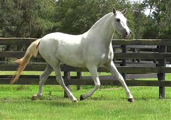 ancient-andalusian-horse