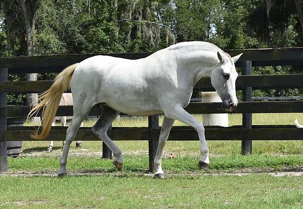 blues-andalusian-horse