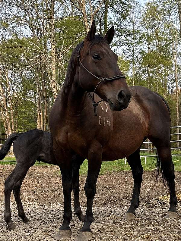 baby-stallion