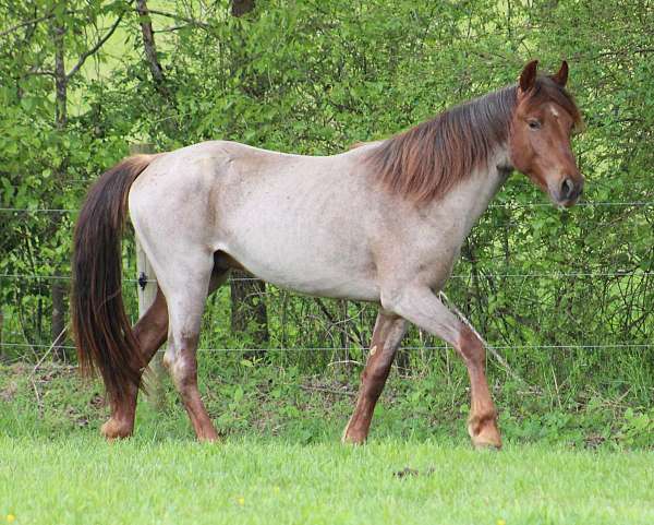 red-roan-twhbea-stallion