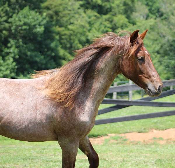 color-producer-tennessee-walking-horse