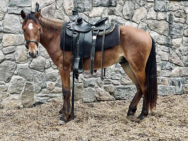 sorrel-pen-horse