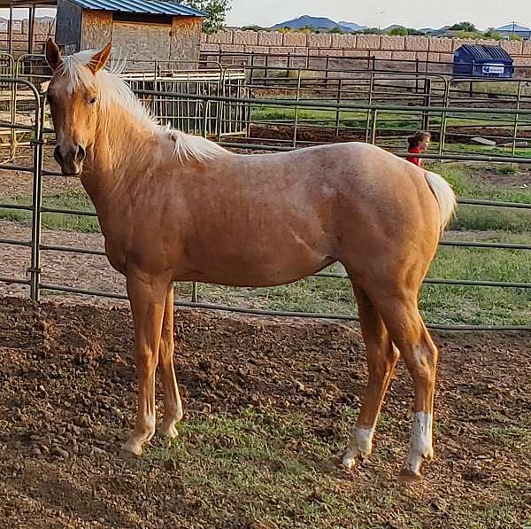 palomino-roan-palomino-filly-yearling