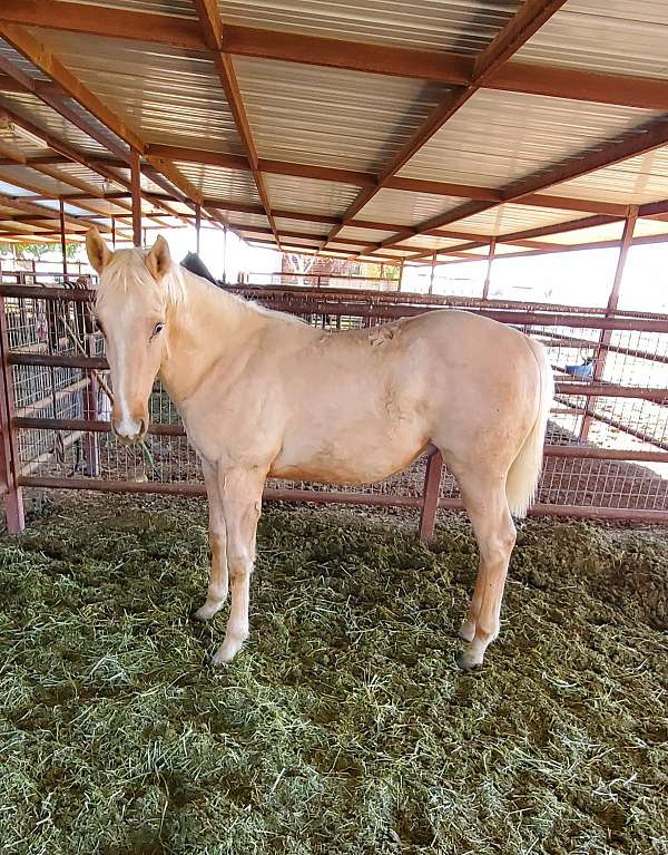 barrel-roping-palomino-horse