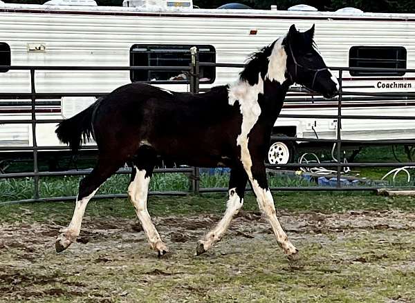 national-show-horse-draft