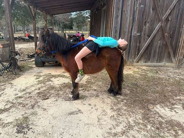 bay-gelding-pony