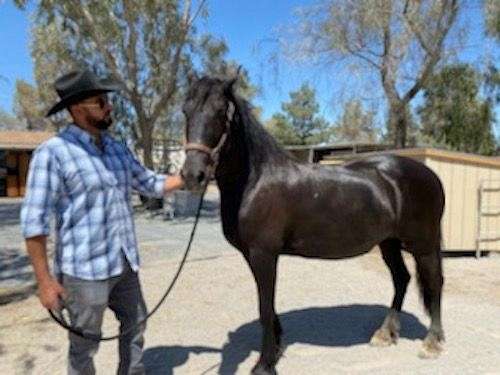 15-hand-friesian-broodmare