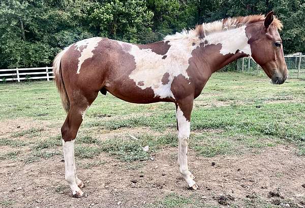 all-around-paint-horse