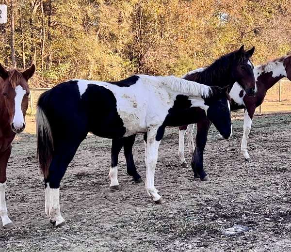 tobiano-paint-pony-colt