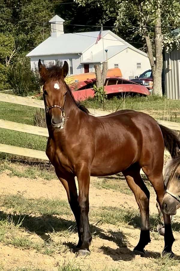 clydesdale-cross-filly