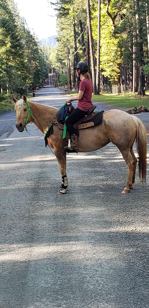 anderson-pinto-horse