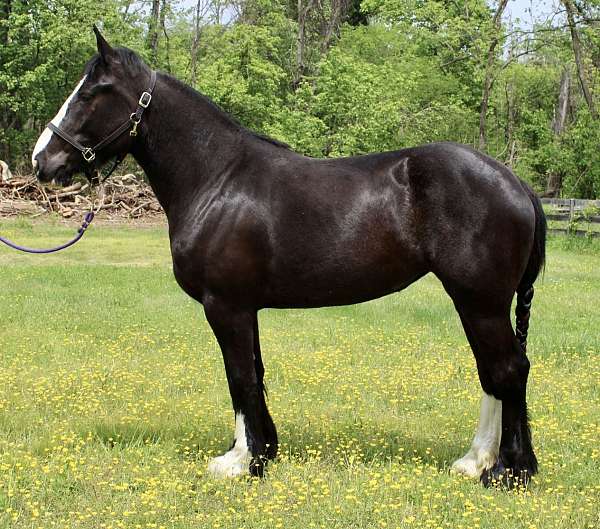 3-years-old-draft-horse