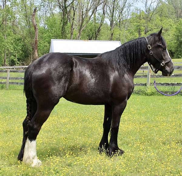 in-your-pocket-personality-draft-horse