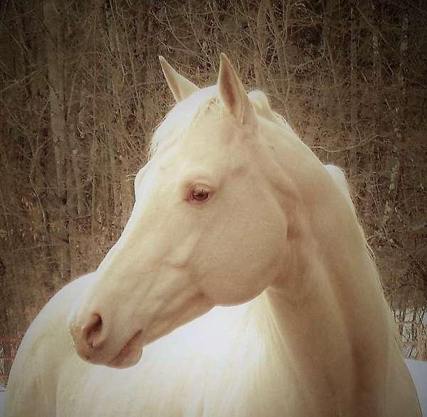 AQHA Homozygous Champagne Stallion At Stud, Early Book and Save On Stud Fee