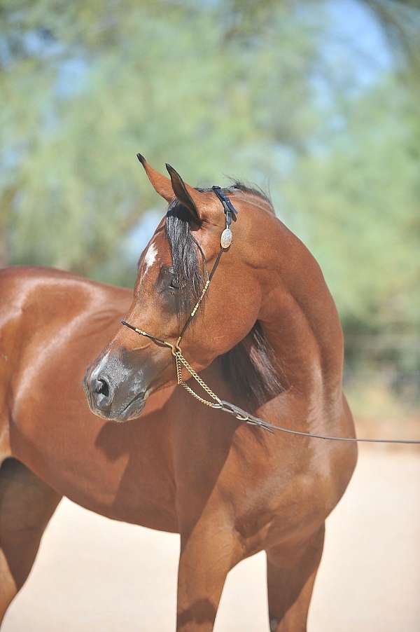 halter-hunt-seat-equitation-arabian-horse