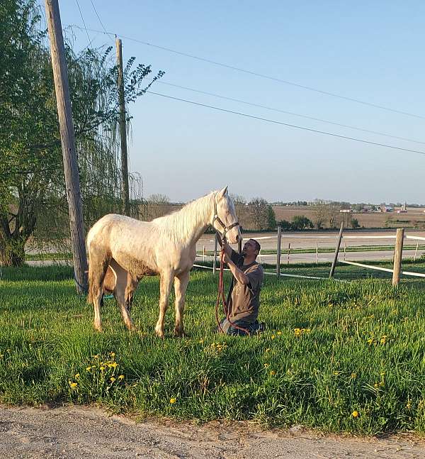 cremello-filly-yearling
