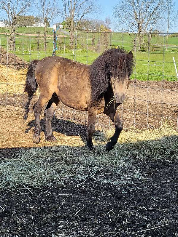 buckskin-amha-amhr-weanling