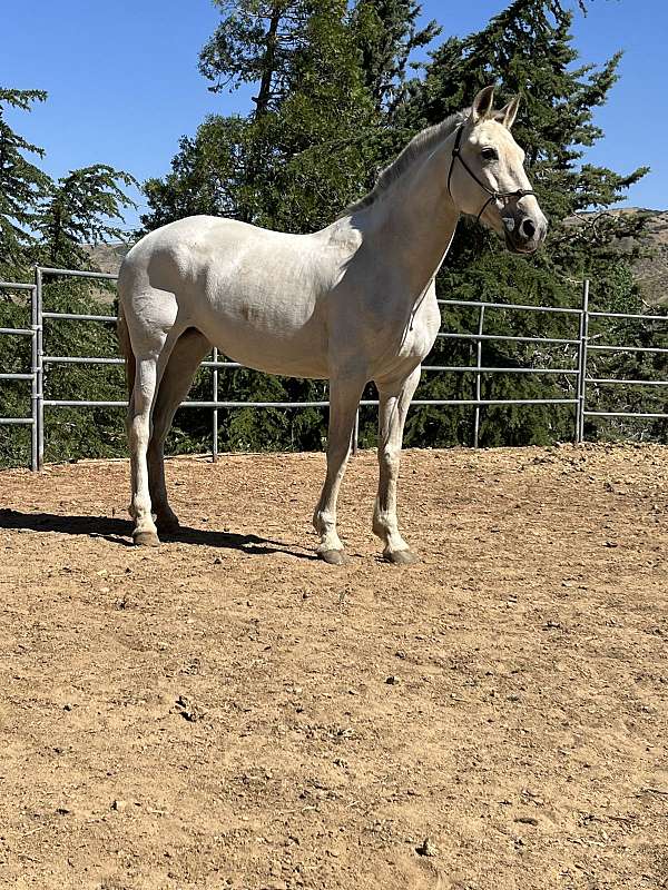 all-around-andalusian-horse