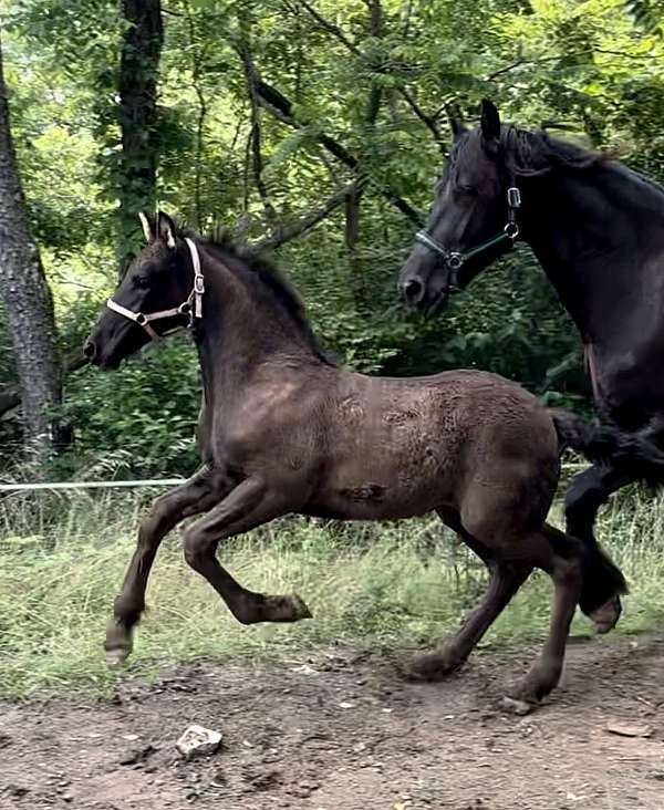 breeds-friesian-horse