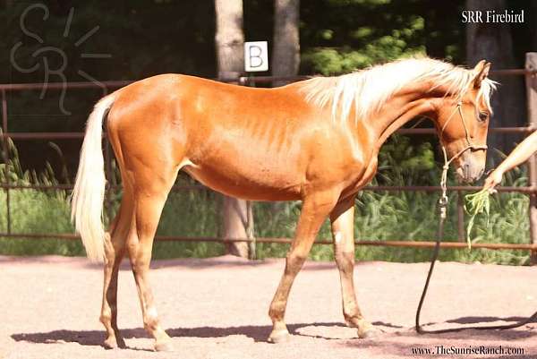 silver-bay-w-star-horse