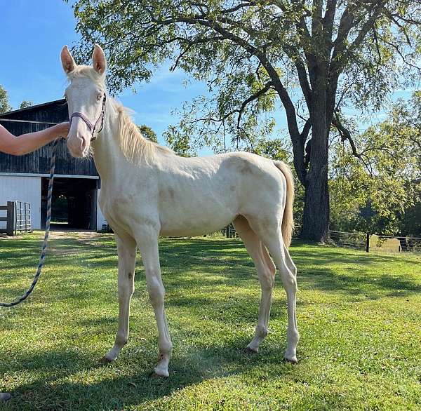 perlino-white-blaze-hind-forestockings-horse