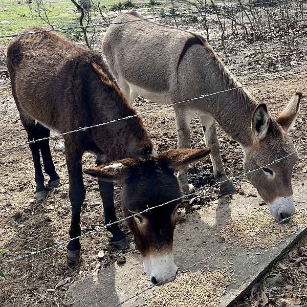jerusalem-cross-donkey