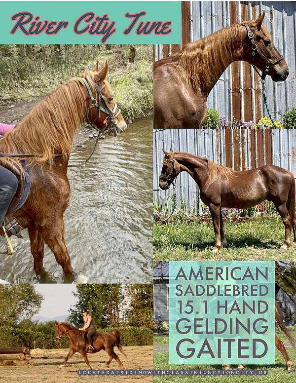 chestnut-saddlebred-gelding