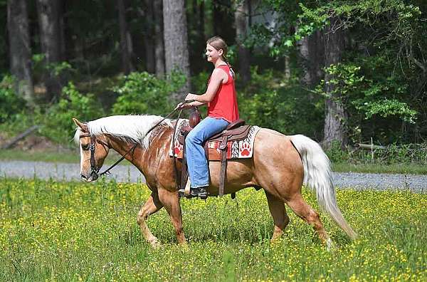 fancy-broke-quarter-donkey