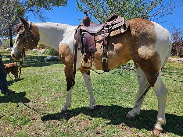 ranch-trail-paint-horse