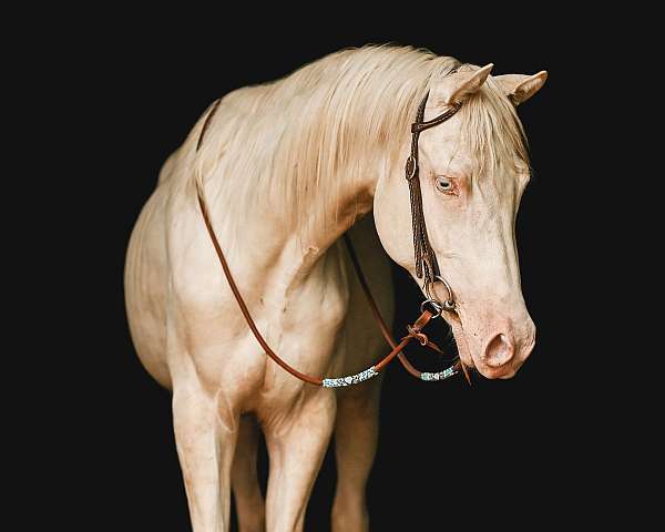 vaultin-friesian-horse