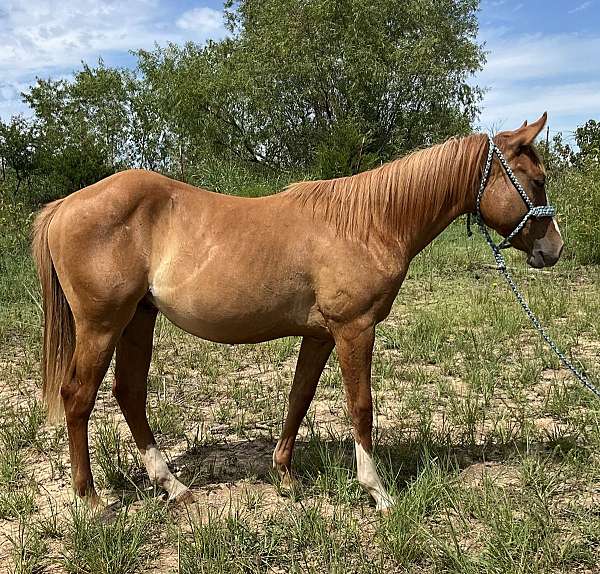 halter-ranch-curly-horse