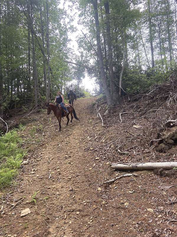 trail-horse-quarter