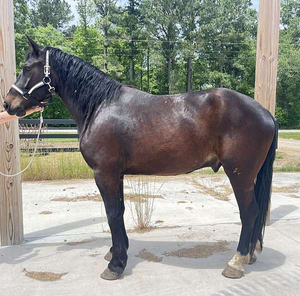 bay-percheron-gelding