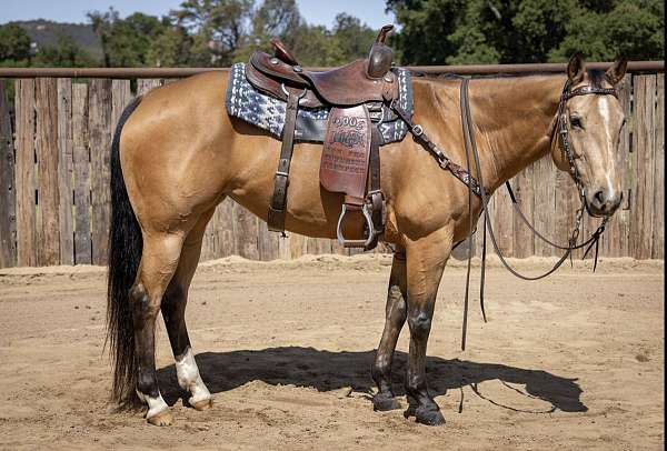 left-hind-sock-horse