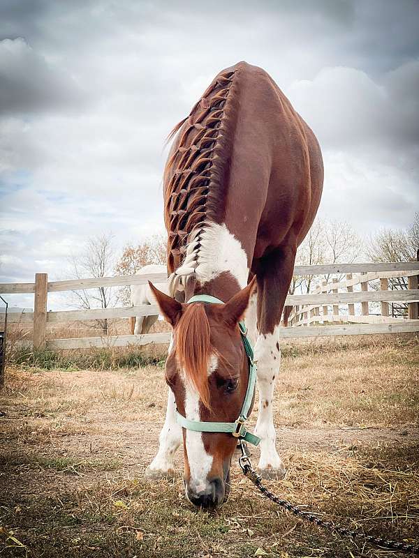 been-trail-rode-paint-horse