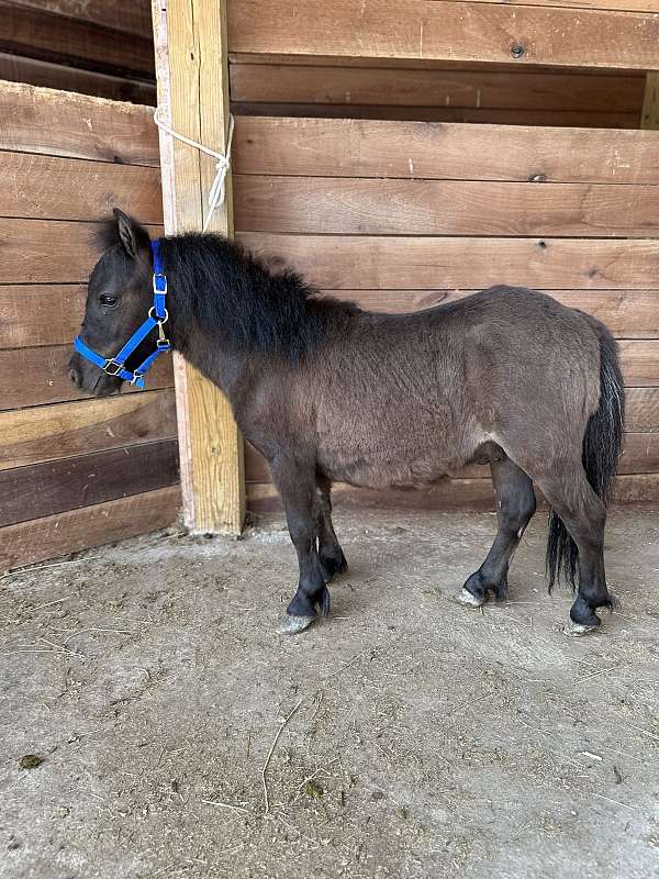 beginner-miniature-horse