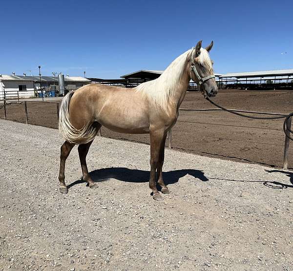 endurance-lusitano-horse