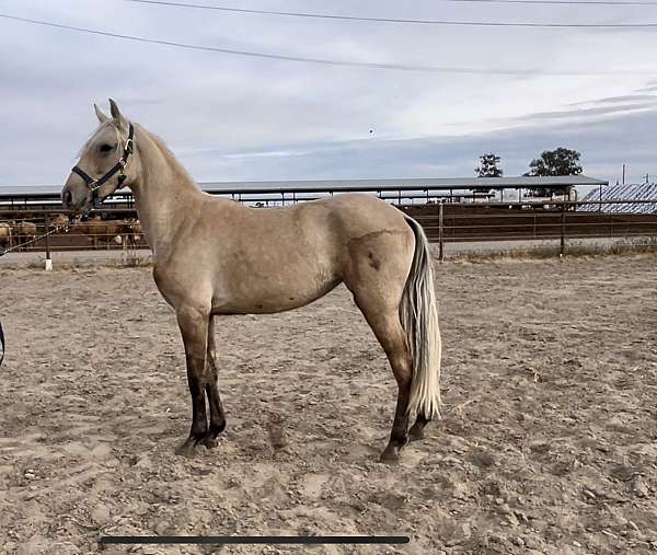 bathes-lusitano-horse