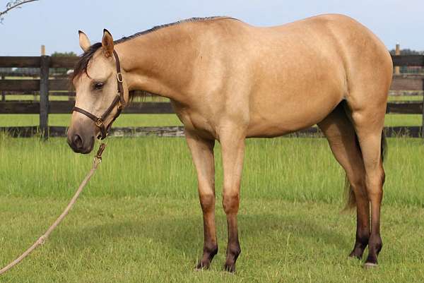 buckskin-champion-performance-horse