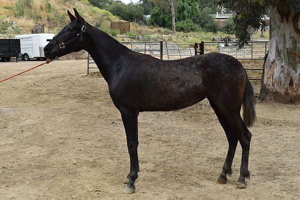 cross-ties-andalusian-horse